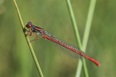 Small Red Damselfly (Ceriagrion tenellum)