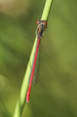 Small Red Damselfly (Ceriagrion tenellum)