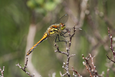 Black Darter (Sympetrum danae)