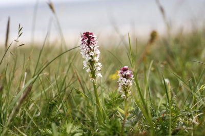 Burnt-tip Orchid (Neotinea ustulata)