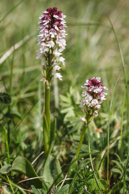 Burnt-tip Orchid (Neotinea ustulata)