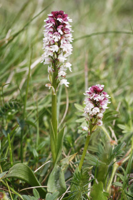 Burnt-tip Orchid (Neotinea ustulata)