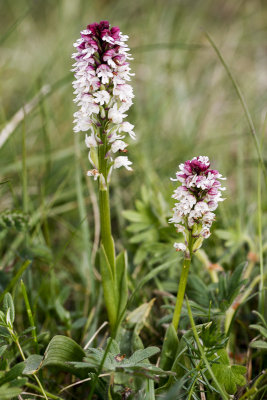 Burnt-tip Orchid (Neotinea ustulata)