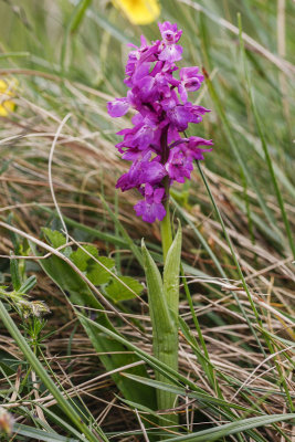 Early Purple Orchid (Orchis mascula)