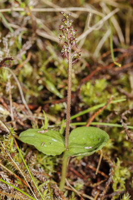 Lesser Twayblade (Neottia cordata)