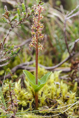 Lesser Twayblade (Neottia cordata)