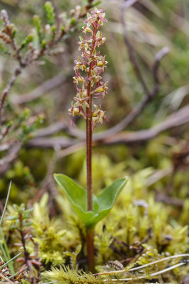 Lesser Twayblade (Neottia cordata)