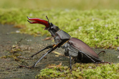 Stag Beetle (Lucanus cervus)