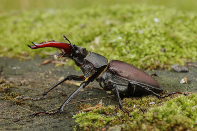 Stag Beetle (Lucanus cervus)