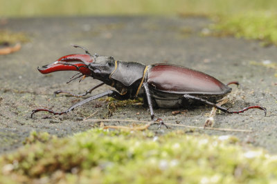 Stag Beetle (Lucanus cervus)