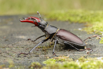 Stag Beetle (Lucanus cervus)