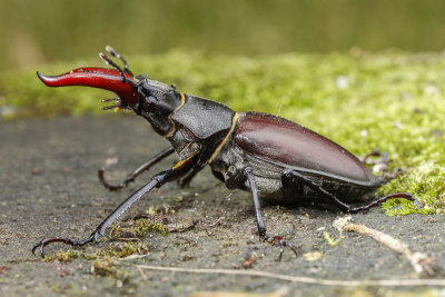 Stag Beetle (Lucanus cervus)