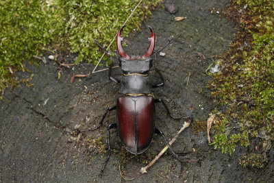 Stag Beetle (Lucanus cervus)