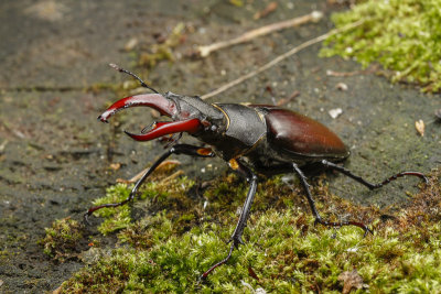 Stag Beetle (Lucanus cervus)