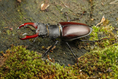 Stag Beetle (Lucanus cervus)