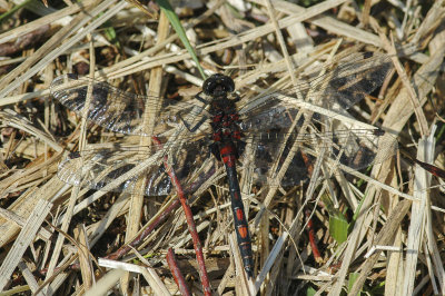 White-faced Darter (Leuchorrhinia dubia)
