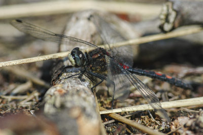 White-faced Darter (Leuchorrhinia dubia)