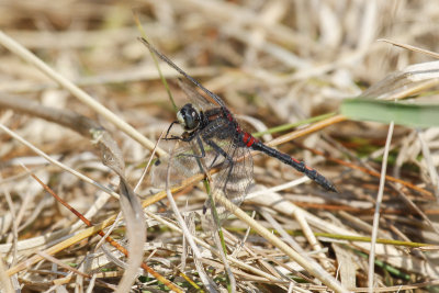 White-faced Darter (Leuchorrhinia dubia)