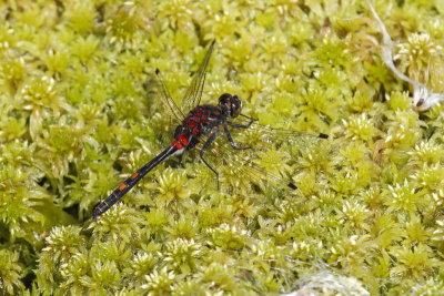 White-faced Darter (Leuchorrhinia dubia)