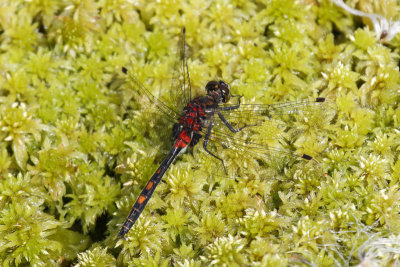 White-faced Darter (Leuchorrhinia dubia)