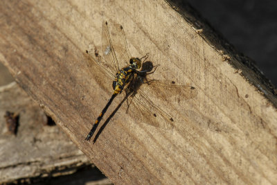 White-faced Darter (Leuchorrhinia dubia)