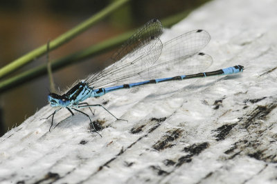 Variable Damselfly (Coenagrion pulchellum)