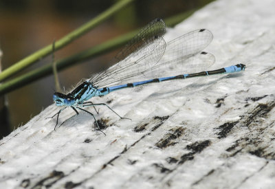Variable Damselfly (Coenagrion pulchellum)
