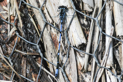 Variable Damselfly (Coenagrion pulchellum)