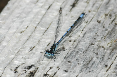Variable Damselfly (Coenagrion pulchellum)