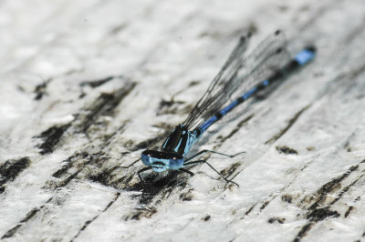 Variable Damselfly (Coenagrion pulchellum)