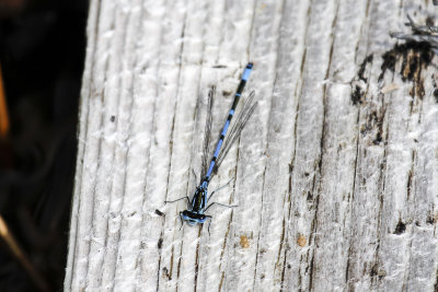 Variable Damselfly (Coenagrion pulchellum)