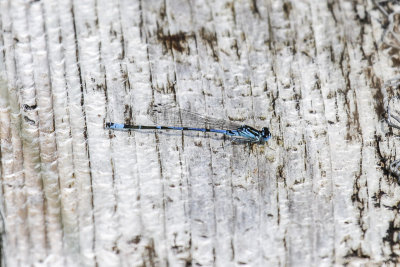 Variable Damselfly (Coenagrion pulchellum)