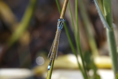 Scarce Blue-tailed Damselfly (Ischnura pumilio)