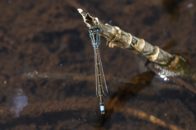 Scarce Blue-tailed Damselfly (Ischnura pumilio)