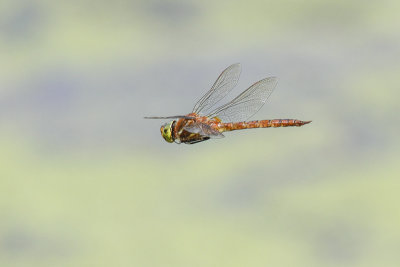 Norfolk Hawker (Aeshna isosceles)