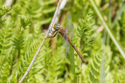 Norfolk Hawker (Aeshna isosceles)