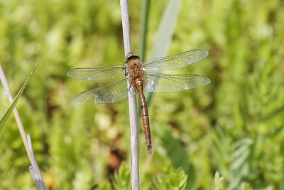 Norfolk Hawker (Aeshna isosceles)