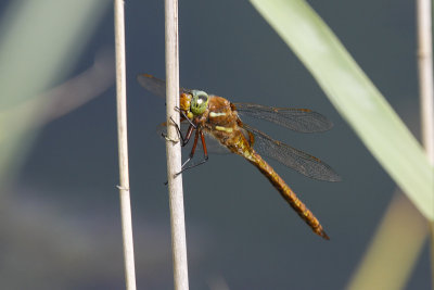 Norfolk Hawker (Aeshna isosceles)