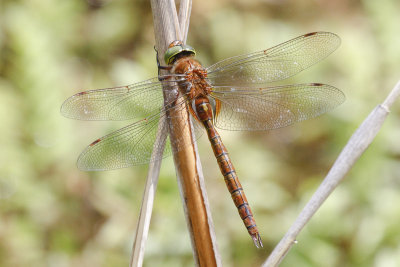 Norfolk Hawker (Aeshna isosceles)