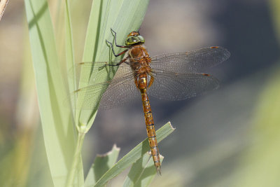 Norfolk Hawker (Aeshna isosceles)