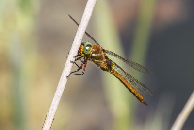 Norfolk Hawker (Aeshna isosceles)