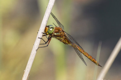 Norfolk Hawker (Aeshna isosceles)