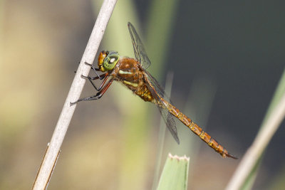 Norfolk Hawker (Aeshna isosceles)