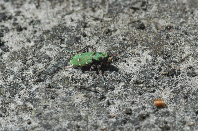 Tiger Beetle (Cicindela campestris)