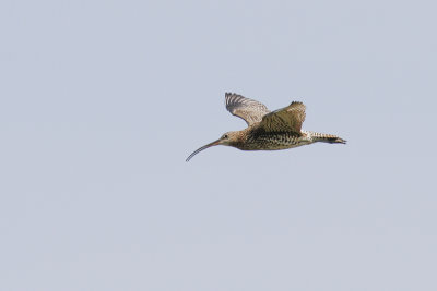 Curlew (Numenius arquata)