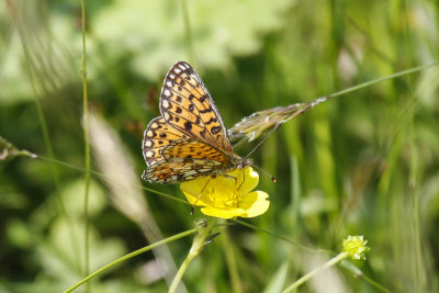 Small Pearl-bordered Fritillary (Boloria selene)