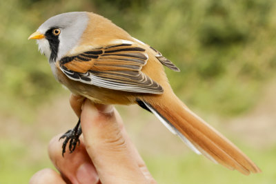 Bearded Tit (Panurus biarmicus)