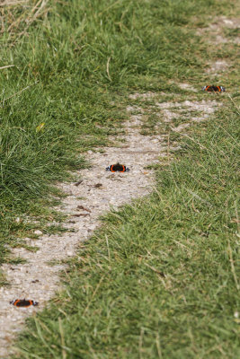 Red Admiral (Vanessa atalanta)