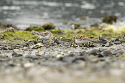 Western Sandpiper (Calidris mauri)