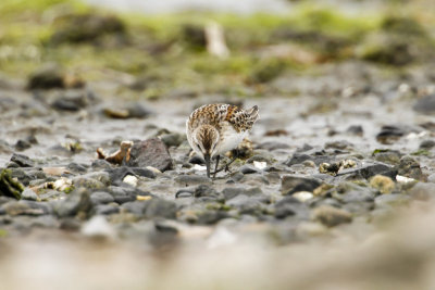 Western Sandpiper (Calidris mauri)